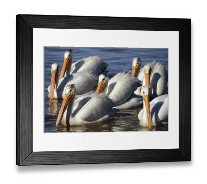 Framed Print : Group of Ameican White Pelicans, Summer Lake, National Wildlife Refige, Oregon, USA