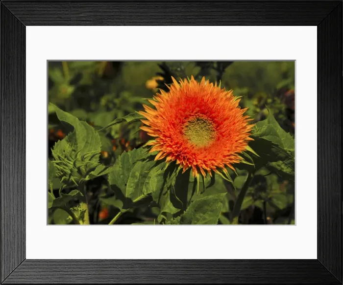 Framed Print : Sunflowers, Festival, Hood River, Oregon, USA, flowers, helianthus annuus, green Framed Print : Sunflowers, Festival, Hood River, Oregon, USA, flowers, helianthus annuus, green