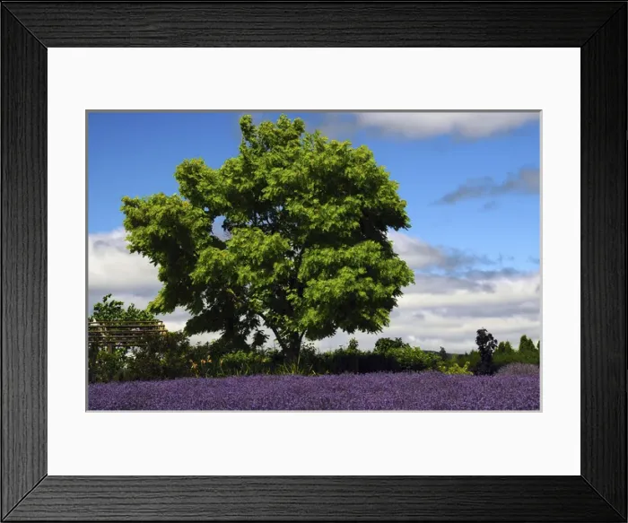 Framed Print : Lavender Festival; Willakenzie Lavender Farm; Yamhill; Oregon; USA