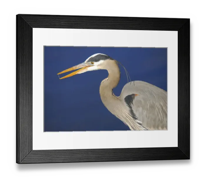 Framed Print : Great Blu Heron, Commonwealth Lake Park, Beaverton, Oregon, USA Framed Print : Great Blu Heron, Commonwealth Lake Park, Beaverton, Oregon, USA