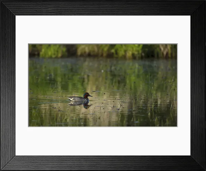 Framed Print : USA, Oregon, Baskett Slough National Wildlife Refuge, Green-winged Teal(Anas grecca)