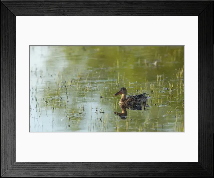 Framed Print : USA, Oregon, Baskett Slough National Wildlife Refuge, Northern Shoveler (Anas clypaeta) Framed Print : USA, Oregon, Baskett Slough National Wildlife Refuge, Northern Shoveler (Anas clypaeta)