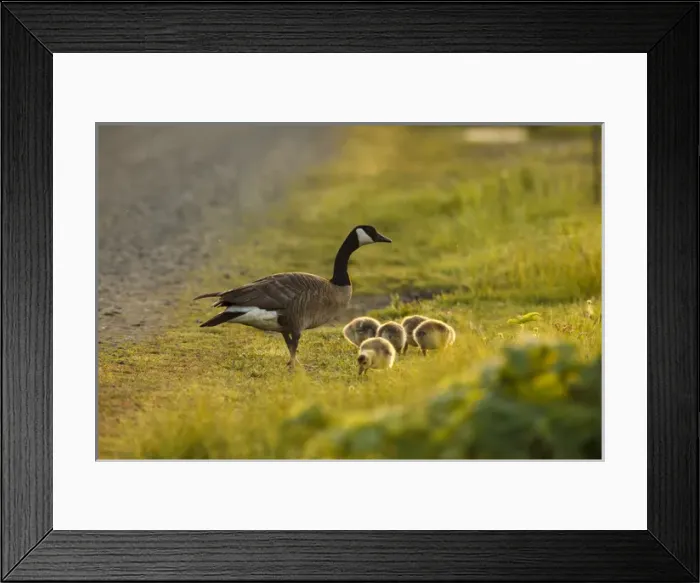 Framed Print : USA, Oregon, Baskett Slough National Wildlife Refuge, Canada Goose (Brant canadensis)