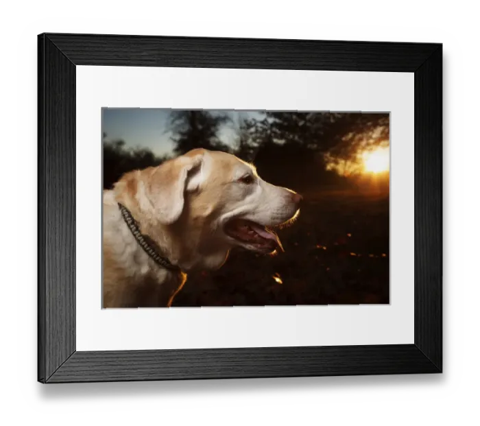 Framed Print : USA, Oregon, Keizer, Willamette Mission State Park, Labrador Retriever. PR, Digitally Altered Framed Print : USA, Oregon, Keizer, Willamette Mission State Park, Labrador Retriever. PR, Digitally Altered
