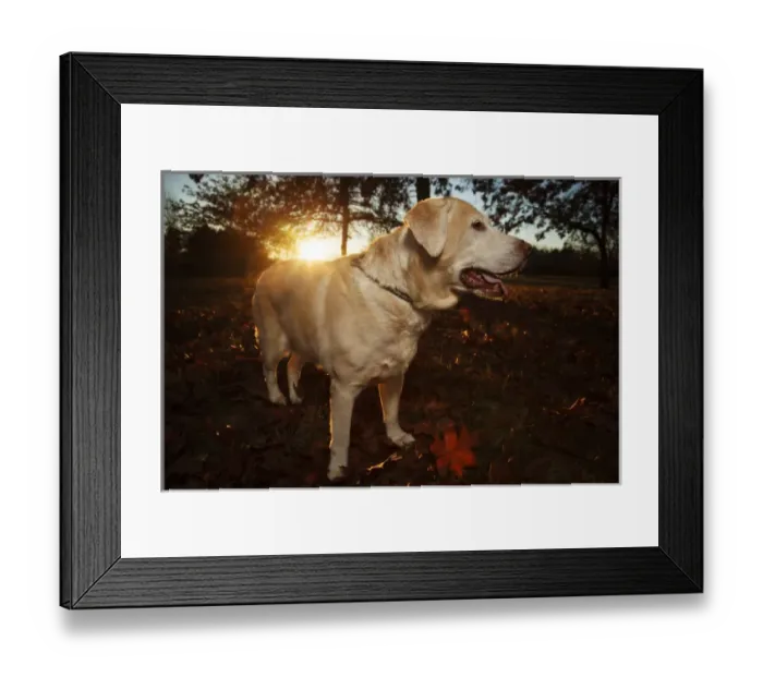 Framed Print : USA, Oregon, Keizer, Willamette Mission State Park, Labrador Retriever. PR, Digitally Altered Framed Print : USA, Oregon, Keizer, Willamette Mission State Park, Labrador Retriever. PR, Digitally Altered