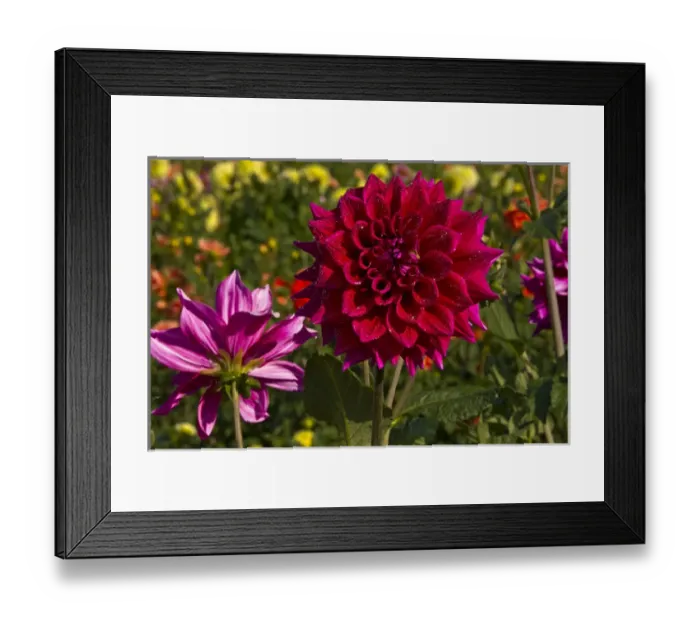 Framed Print : Dahlias; dahlia farm; Canby; Oregon; USA
