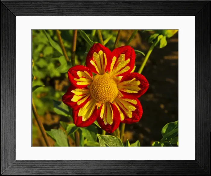 Framed Print : Dahlia; dahlia farm; Canby; Oregon; USA