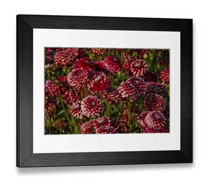 Framed Print : Dahlias; dahlia farm; Canby; Oregon; USA Framed Print : Dahlias; dahlia farm; Canby; Oregon; USA