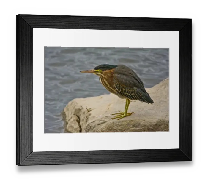 Framed Print : Green Heron, Fernhill Wetlands, Forest Grove, Oregon, USA Framed Print : Green Heron, Fernhill Wetlands, Forest Grove, Oregon, USA