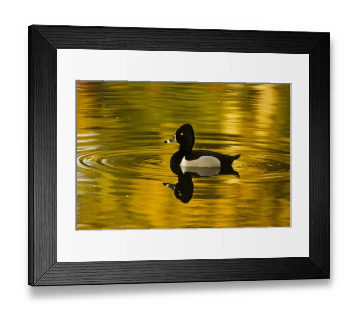 Framed Print : male ring-necked duck, swimming, Dawson Creek Park, Hillsboro, Oregon, USA
