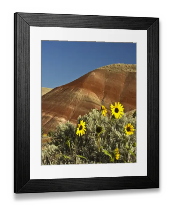 Framed Print : Sunflowers, Painted Hills; John Day Fossil Beds National Monument; Mitchell; Oregon; USA Framed Print : Sunflowers, Painted Hills; John Day Fossil Beds National Monument; Mitchell; Oregon; USA