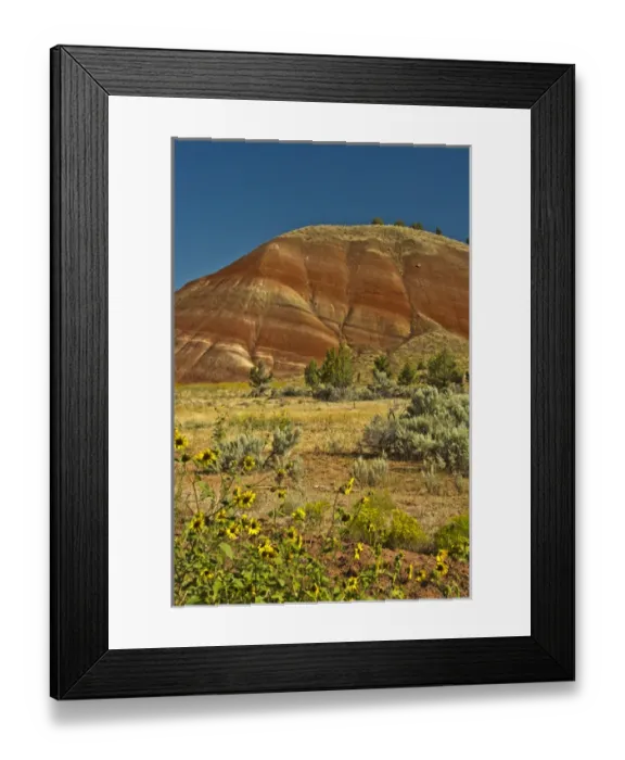 Framed Print : Sun Flowers; Painted Hills; John Day Fossil Beds National Monument; Mitchell; Oregon; USA