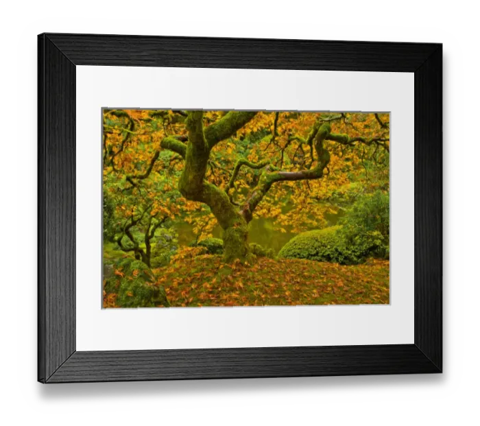 Framed Print : Japanese maple in autumn, Portland Japanese Garden, Portland, Oregon, USA Framed Print : Japanese maple in autumn, Portland Japanese Garden, Portland, Oregon, USA