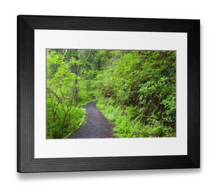 Framed Print : OR, Oregon Coast, Oswald West State Park, Oregon Coast trail