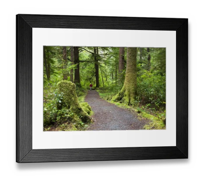 Framed Print : OR, Oregon Coast, Oswald West State Park, Oregon Coast trail (MR)
