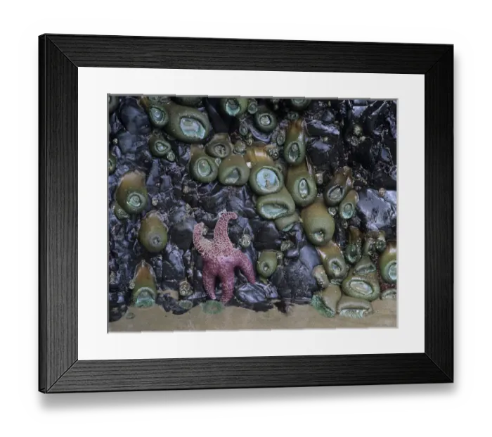 Framed Print : OR, Oregon Coast, Ecola State Park, Ochre sea stars and green sea anemones