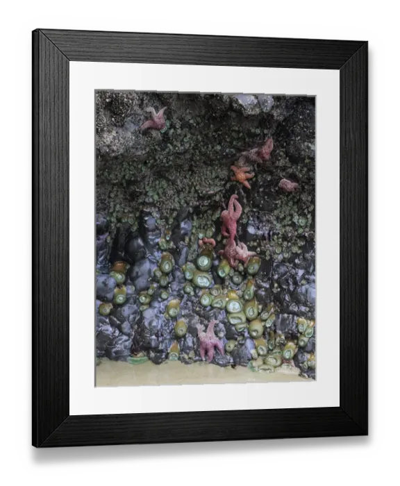 Framed Print : OR, Oregon Coast, Ecola State Park, Ochre sea stars and green sea anemones