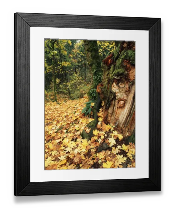 Framed Print : USA, Oregon, View of autumn maple leaves at Columbia Gorge National Scenic Area Framed Print : USA, Oregon, View of autumn maple leaves at Columbia Gorge National Scenic Area