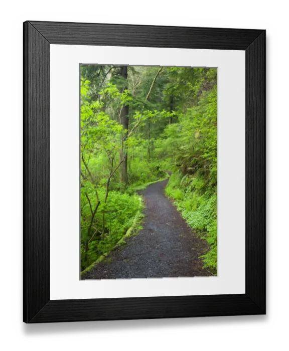 Framed Print : OR, Oregon Coast, Oswald West State Park, Oregon Coast trail Framed Print : OR, Oregon Coast, Oswald West State Park, Oregon Coast trail