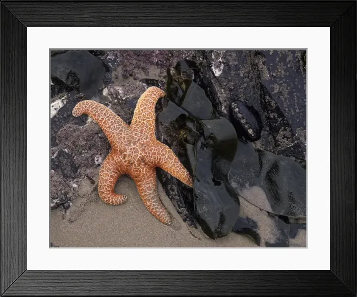 Framed Print : OR, Oregon Coast, Bandon, Ochre sea star and kelp