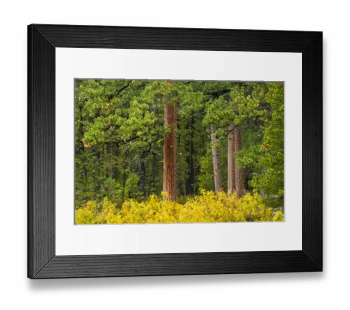 Framed Print : autumn, Deschutes River area, Three Rivers, Deschutes National Forest, Oregon, USA