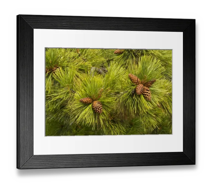 Framed Print : pine cones, close up, Deschutes National Forest, Oregon, USA