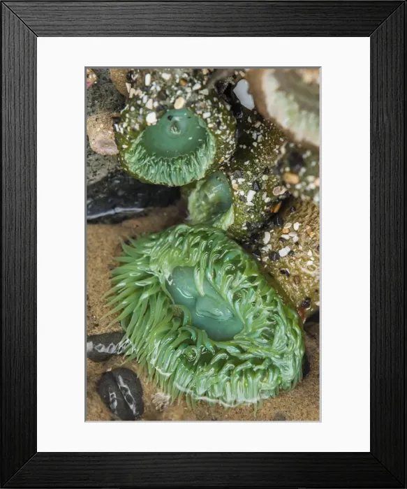 Framed Print : Oceanside, Oregon. Giant green anemone in very low tide pool Framed Print : Oceanside, Oregon. Giant green anemone in very low tide pool