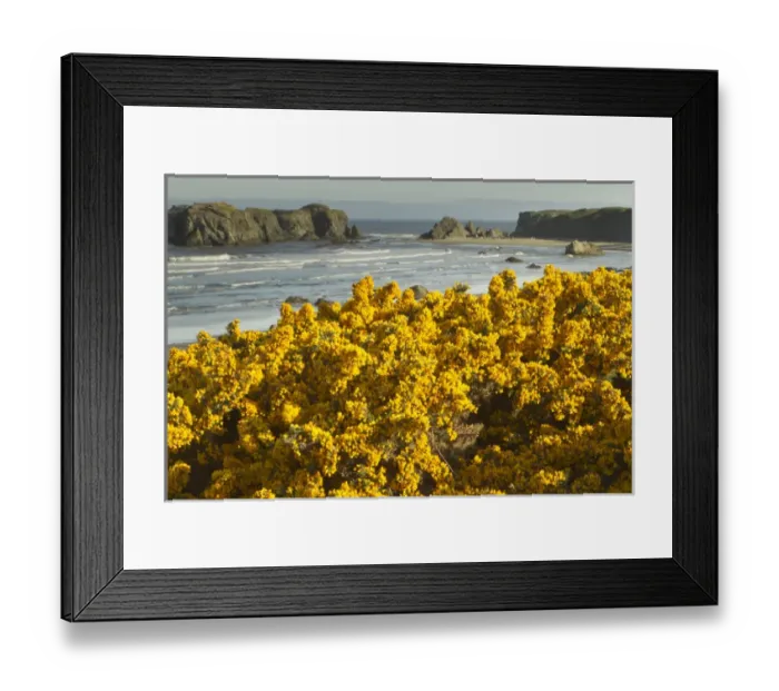 Framed Print : Coastal views, Bandon, Oregon Framed Print : Coastal views, Bandon, Oregon