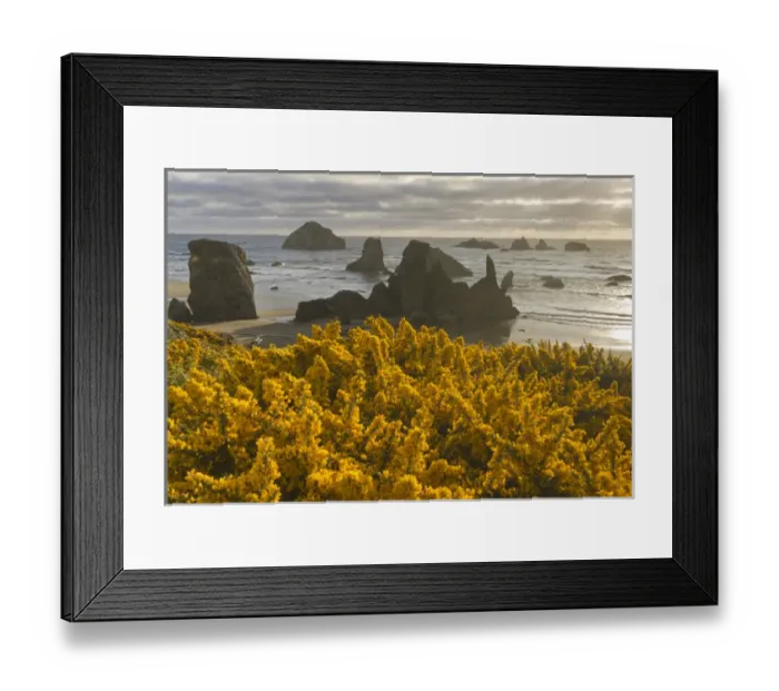 Framed Print : Scotchbroom and seastacks, Bandon, Oregon Framed Print : Scotchbroom and seastacks, Bandon, Oregon