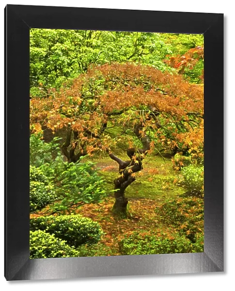 Japanese maple in autumn, Portland Japanese Garden, Portland, USA