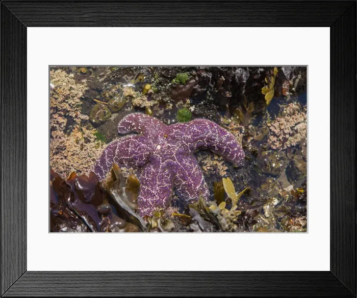 Framed Print : Ochre Sea Star at low tide in South Cove Framed Print : Ochre Sea Star at low tide in South Cove
