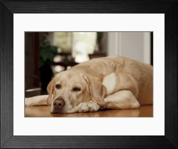 Framed Print : USA, Oreegon, Keizer, Labrador Retriever resting in the hall. PR