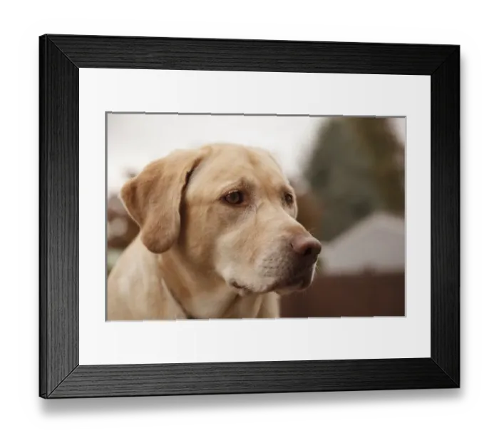Framed Print : USA, Oreegon, Keizer, Labrador Retriever. PR Framed Print : USA, Oreegon, Keizer, Labrador Retriever. PR