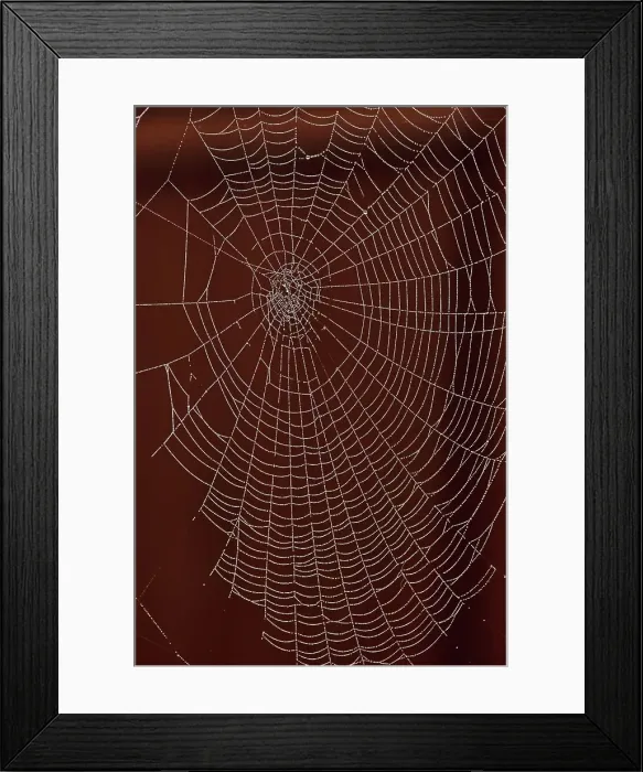 Framed Print : USA, Oregon, Keizer, orb web with dew