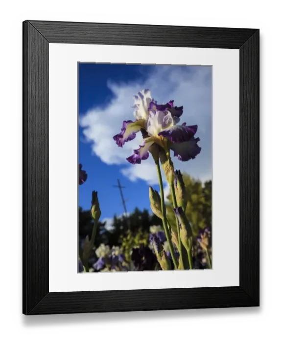 Framed Print : USA, Oregon, Keizer, Schreiners Iris Gardens, Irises Framed Print : USA, Oregon, Keizer, Schreiners Iris Gardens, Irises