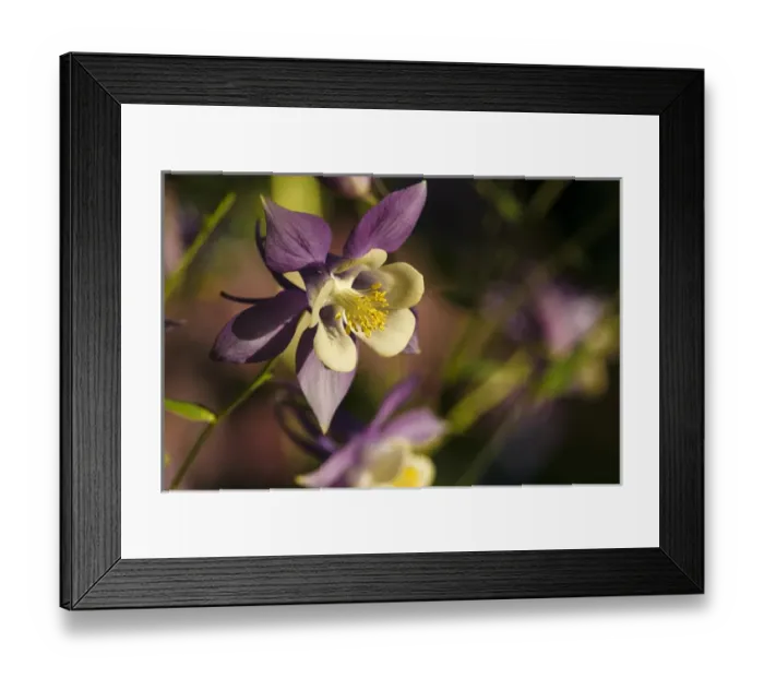 Framed Print : USA, Oregon, Keizer, Schreiners Iris Gardens, Columbine Framed Print : USA, Oregon, Keizer, Schreiners Iris Gardens, Columbine