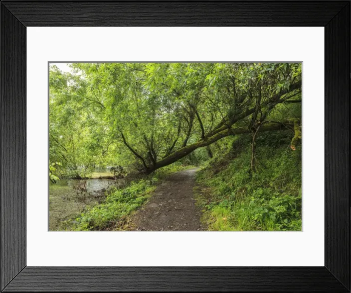 Framed Print : USA, Oregon, Portland, Oak Bottoms Wildlife Refuge, the trail