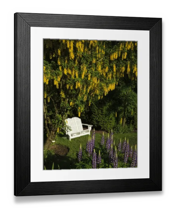 Framed Print : USA, Oregon, Keizer, Schreiners Iris Gardens, bench in the garden
