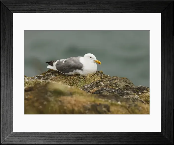 Framed Print : USA, Oregon, Newport, Yaquina Head, Western Gull (Larus occidentalis) Framed Print : USA, Oregon, Newport, Yaquina Head, Western Gull (Larus occidentalis)