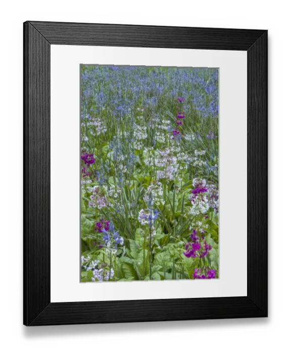 Framed Print : USA, Pennsylvania, Wayne, Chanticleer Garden. Blooming flowers in spring garden. Credit as
