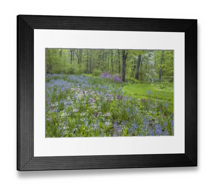 Framed Print : USA, Pennsylvania, Wayne, Chanticleer Garden. Blooming flowers in spring garden. Credit as Framed Print : USA, Pennsylvania, Wayne, Chanticleer Garden. Blooming flowers in spring garden. Credit as