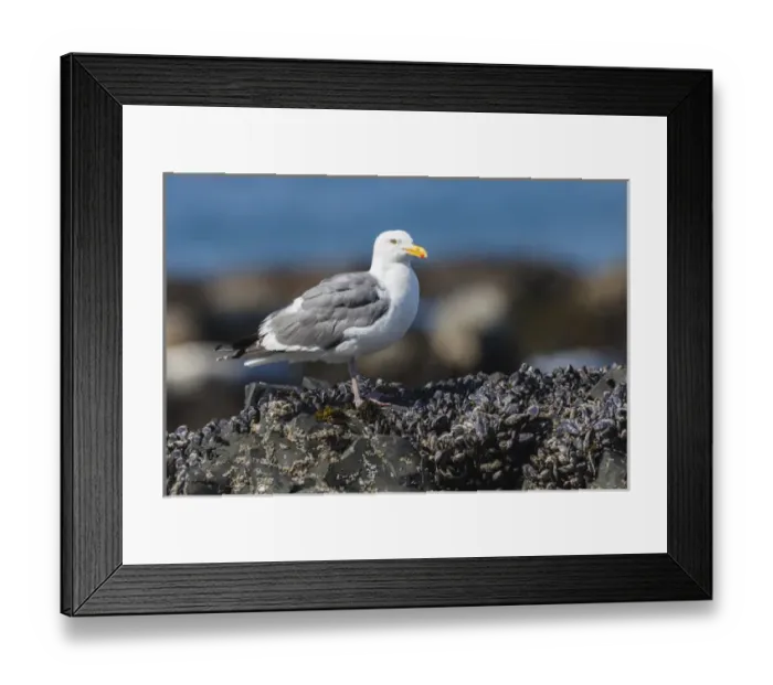 Framed Print : USA, Oregon, Newport, Yaquina Head, Western Gull (Larus occidentalis) Framed Print : USA, Oregon, Newport, Yaquina Head, Western Gull (Larus occidentalis)