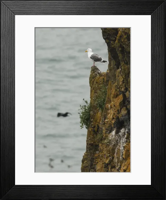 Framed Print : USA, Oregon, Newport, Yaquina Head, Western Gull (Larus occidentalis)