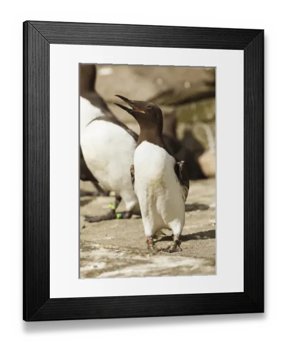 Framed Print : USA, Oregon, Newport, Oregon Coast Aquarium, Common Murre (Uria aalge) CAPT Framed Print : USA, Oregon, Newport, Oregon Coast Aquarium, Common Murre (Uria aalge) CAPT