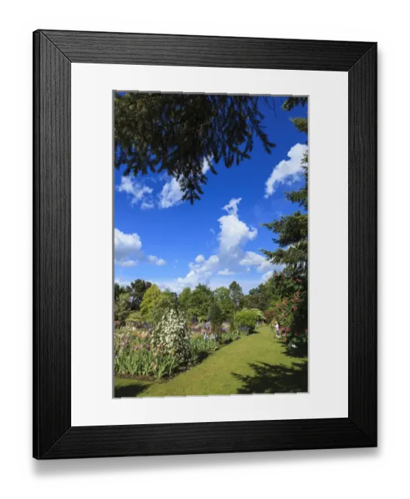 Framed Print : USA, Oregon, Keizer, Schreiners Iris Gardens, artist working in the garden Framed Print : USA, Oregon, Keizer, Schreiners Iris Gardens, artist working in the garden
