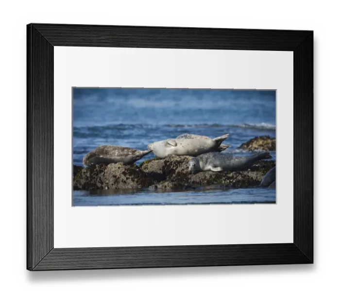 Framed Print : USA, Oregon, Newport, Yaquina Head, Harbor Seals (Phoca vitulina) hauled out