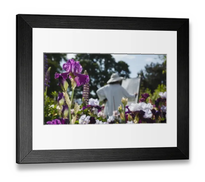 Framed Print : USA, Oregon, Keizer, Schreiners Iris Gardens, artist working in the garden Framed Print : USA, Oregon, Keizer, Schreiners Iris Gardens, artist working in the garden