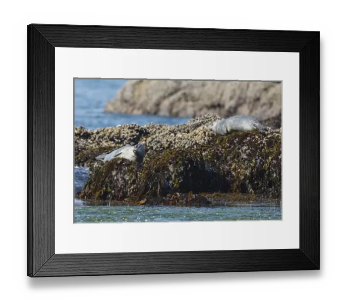 Framed Print : USA, Oregon, Newport, Yaquina Head, Harbor Seals (Phoca vitulina) hauled out Framed Print : USA, Oregon, Newport, Yaquina Head, Harbor Seals (Phoca vitulina) hauled out