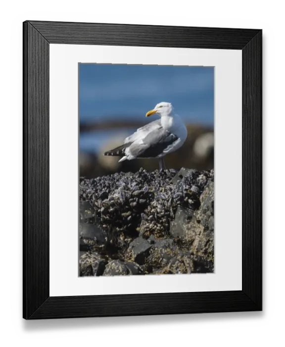 Framed Print : USA, Oregon, Newport, Yaquina Head, NLCS, a Western Gull (Larus occidentalis) Framed Print : USA, Oregon, Newport, Yaquina Head, NLCS, a Western Gull (Larus occidentalis)