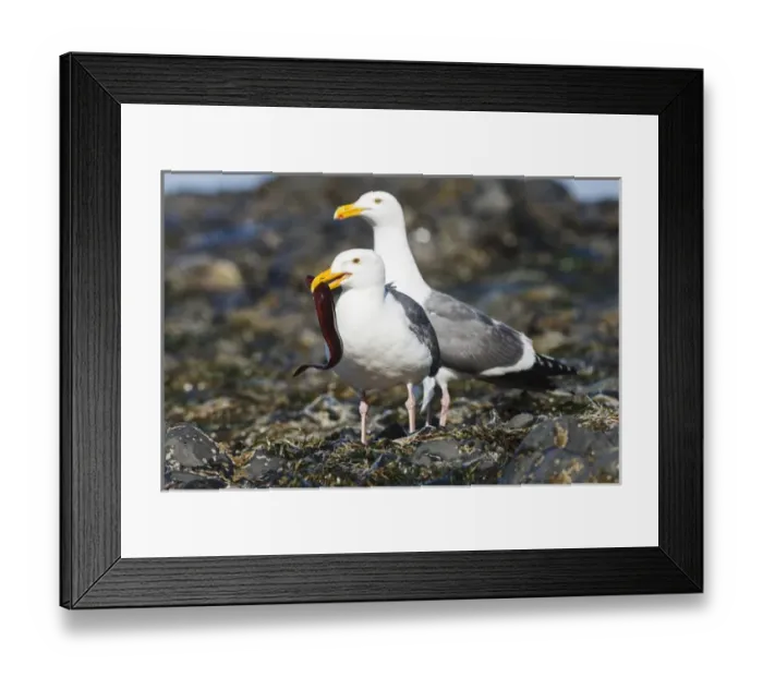 Framed Print : USA, Oregon, Newport, Yaquina Head, Western Gull (Larus occidentalis) with eel Framed Print : USA, Oregon, Newport, Yaquina Head, Western Gull (Larus occidentalis) with eel